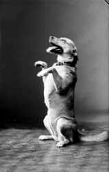 Signe Larsson (t�rnqvist), hund - klicka f�r att f�rstora