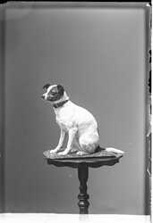 Thore Hjelting, hund - klicka f�r att f�rstora