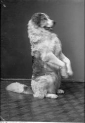 Provisor �ke Nelson, hund - klicka f�r att f�rstora