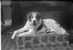Provisor �ke Nelson, hund - klicka f�r att f�rstora