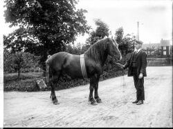 Herr Anton Johansson en hingst - klicka f�r att f�rstora