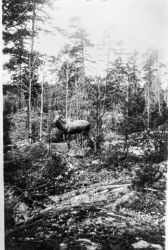 Helge Nystr�m kopia - klicka f�r att f�rstora
