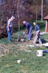 Sex kastanjer planteras p� H�gan sommaren 1993. Sigurd h�ller medan Nisse och Carl Axel h�ller i spadarna. - klicka f�r att f�rstora