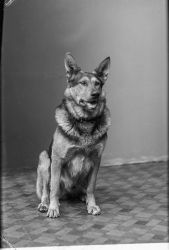Direkt�r J. Holm, hund - klicka f�r att f�rstora