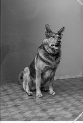 Direkt�r J. Holm, hund - klicka f�r att f�rstora