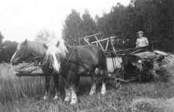 Stig Eriksson kör självbindare vid Klövlandet efter Daisy och Lissy i början av 1950-talet. - klicka f�r att f�rstora