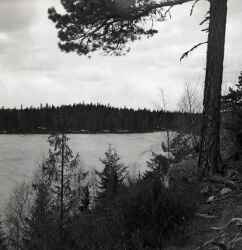 Utsikt �ver en skog samt en sj� som verkar vara t�ckt av is  - klicka f�r att f�rstora